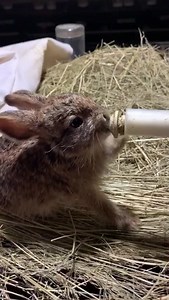 2.4K views · 362 reactions | The little Scrub Hare  Our...