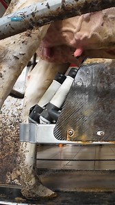 6.3K views · 35 reactions | Lely Rebot finding the teat via a laser system #arimagery #farming #agriculture #dairycows #lely #milking | AR Imagery - Farming & Agricultural Videographer | Facebook