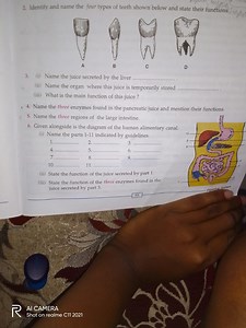 Identify and name the four types of teeth shown below and state... | Filo