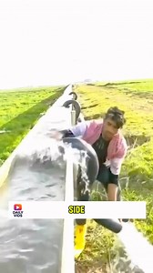 With just a U-shaped tube, you can siphon an entire pool dry. #SiphonEffect #Science #water #tube #fyp #foryou #oddlysatisfying #knowledge #water | Daily Vids