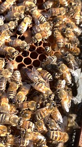 54K views · 1.5K reactions | Black queen bee  #beekeeping #bee #queenbee #webee | WeBee | Facebook