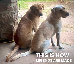 We have your Lab! Competition, Companion, Therapy or Servjce Dog! www.HuntersCreekRetrievers.com Application | Hunters Creek Retrievers