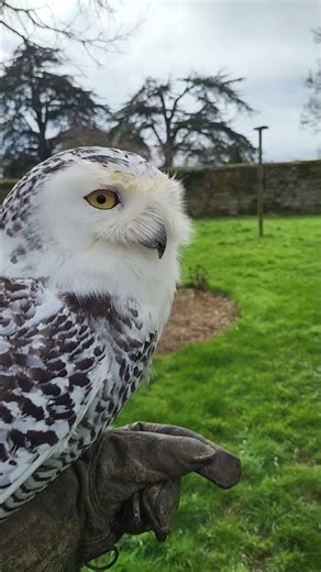 SNOWY OWL IN TRAINING