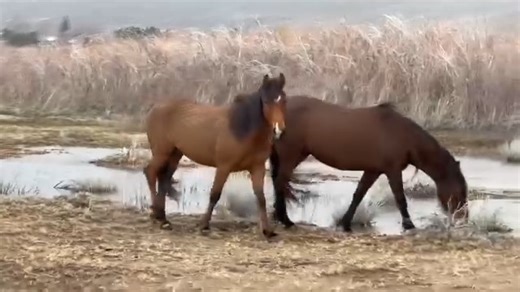 Wild horses running free at Washoe Lake in early April enjoying a spring rain shower and plenty of grass to graze on. Enjoy the views of this majestic herd, just south of Reno. Thanks for watching your peaceful moment of the day! Adventures With Jeff Martinez | Adventures With Jeff Martinez