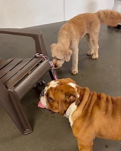 Problem solving situation number three... at least Lucy is taking a stab at it ☺️👍🤔 | Just Fur Kids Dog Daycare