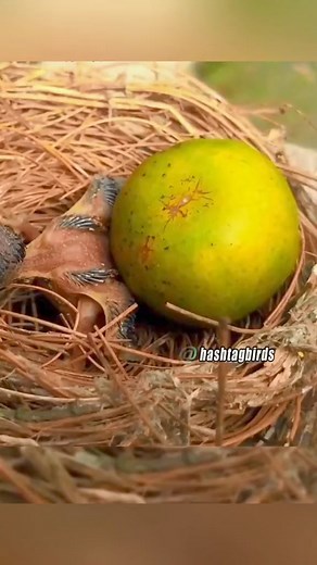 Cuckoo chick ejecting a lemon. #birdlife #bird #birdwatching #birdphotography #birdlove #cuckoo #fyp #naturelove #viral | Natasha Rowe