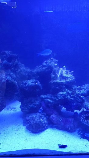 The Corner Reef on Reels