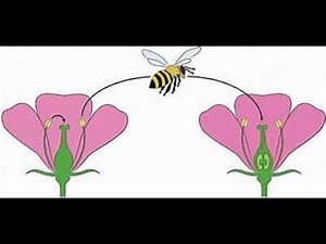 What is pollination? [ Self and Cross] in Urdu | Hindi | English | class / grade 6, 7, 8