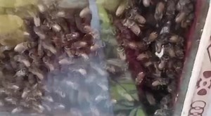 bee insect बी मक्खी Honeybees मधुमक्खी madhu makkhi शहद की मक्खी...