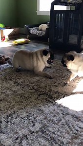15K views · 406 reactions | Mornings in the grumble room浪 Walle & Milo #pugplay #itsadventurepug | Its Adventure Pug | Facebook