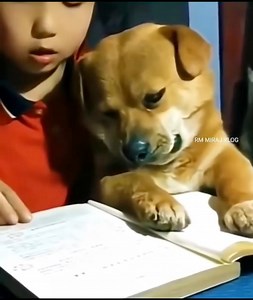 210K views · 10K reactions | Watch till the end funny animals  #animals #funnyanimals #animalslover #tamil #reading #challenge #funnymoments #comedy #tamilreels #viralreelsfacebook #viralvideoシ #foryoupageviralシ゚ #funnyvideos Love Animal's Cute Animals And Funny Moments Animals Lover | Karan | Facebook