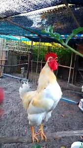 Buff Orpington Rooster Crowing | Adorable Rooster Crowing Sounds | Amazing Rooster Crowing Loudly . . . Crowing is a type of singing vocalization produced by chickens. It is believed to be associated with demonstration of territory of power to other males and to attract the attention of females. Although both sexes have the ability to crow, it's typically more common in male chickens (roosters) since the desire to crow is fueled by the presence of testosterone. Dominant roosters will crow more t