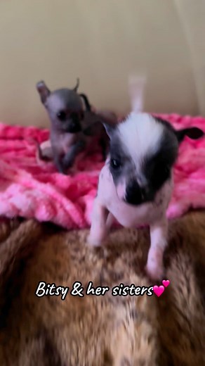 #hairlesschihuahua | Chihuahua Paws Texas