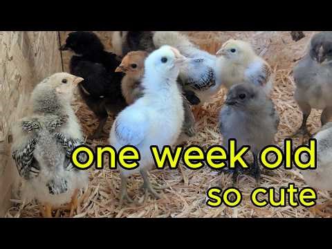 10 Minutes of Baby Chicks Peeping | Relaxing Backyard Chickens