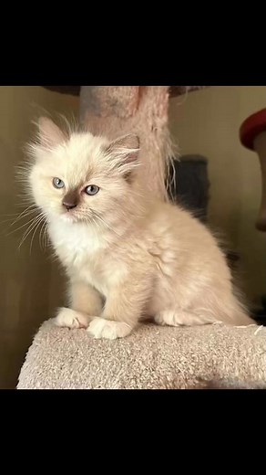 It’s nearly go home time 😻 #cherubimragdollkittens #whiskeywillowragdolls #fluffykittens #cherubimbreeder #ragdollsoftennessee | Whiskey Willow Ragdolls of Tennessee