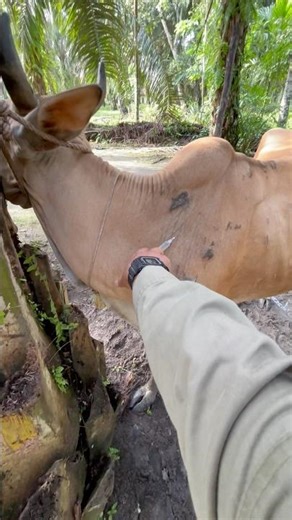 Fever-reducing injections for cows that are difficult to keep still #shorts #cow #animals