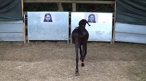 Goats recognise and prefer happy human faces
