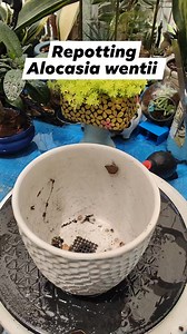 Repotting Alocasia wentii in a bigger pot. #bikolanahardinera #plantas #plantsmakepeoplehappy #alocasia #repotting #repottingplants | Bikolanahardinera