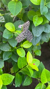 I think this is a butterfly I can paint. | RhondaK Artist