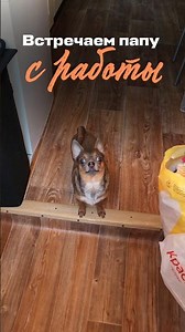 встречаем папу с работы 😜 #марсюша #жизньсчихом #чихестовощи#прикол #marcel_chih #shorts