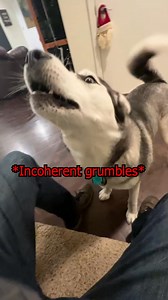 2.7K views · 129 reactions | Husky farts and scares herself #husky #fart #pets #talkingdog #siberianhusky | LyRa husky | Facebook
