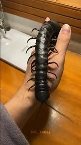 Before & After Animals Growing Up. Amazing Animal Transformation #short