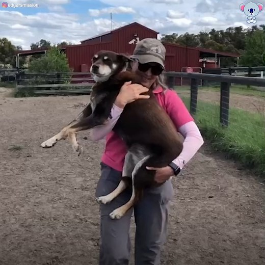 This woman saved this dog froma tragic end, and now Ruby takes care of all the animals at her sanctuary like a guardian angel! 🫶🐶 | The Koala