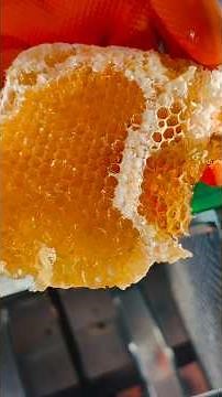 தேனியை இவ்ளோ கிட்ட பார்த்துருக்கீங்களா 😊✨ #honeybeesting #honey #beefeater #tamil #trending #bee