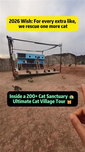 Explore the Ultimate Cat Sanctuary: A 200 Cat Village Tour