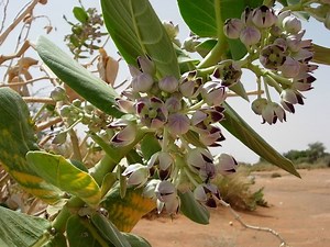Calotropis procera - Alchetron, The Free Social Encyclopedia