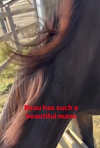 2K views · 152 reactions | Done we all wish we had hair this gorgeous? #beaujones | The Davy Jones Equine Memorial Foundation | Facebook