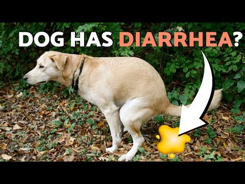 Your DOG Has DIARRHEA? Do THIS First! 🐶🥣 3 Easy Home Remedies