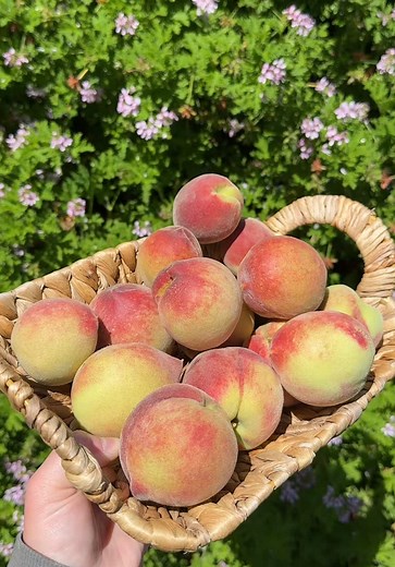 Babcock White Peaches Harvest Guide — Grow Your Own Peaches