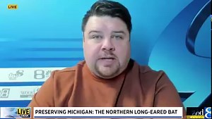 The northern long-eared bat is considered an endangered species here in Michigan, but a recently discovered subsection might be the key to restoring the population. MORE: bit.ly/3mKuXg2 | WOOD TV8