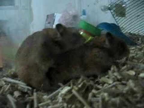 Hamsters Doing Love