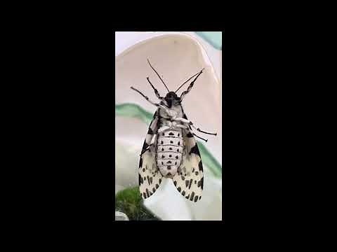Giant Leopard Moth Hatch