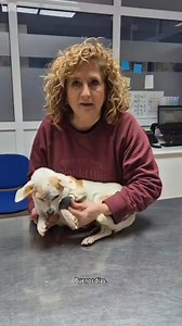 ADOPCIÓN PARA HEIDI ❤️ Hoy queremos daros una actualización sobre nuestra querida Heidi. Aún lleva las vías puestas, pero ya ha sido operada y está muchísimo mejor. Es una abuelita, creemos que puede rondar los 12 años, y a pesar de todo lo que ha pasado, sigue luchando con una dulzura increíble. Ha dado negativo a erliquia, leishmania y otras enfermedades. El hígado estaba algo tocado, pero ya se está recuperando bien. Ahora Heidi está lista para irse a un hogar. Sabemos que no es una adopción