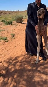 Camel crying 😭 | Alee