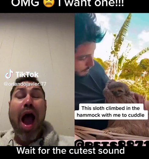 Sloth Memes: Adorable and Cute Moments with Man in Hammock