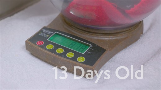 FIVE-ALARM FLOOF ALERT!! 🔥🔥🔥🔥🔥 Check out the insane speed at which our newest penguin chick has been growing! Less than four weeks after hatching, it grew from 146 grams (5 ounces) to an extraordinary 1,896 grams (3.5 POUNDS). That's a mind-blowing 1,300% increase in body weight! For the time being, the chick will continue to grow in the safety of an enclosed nesting site in the exhibit. Once it has replaced its coating of down with waterproof adult feathers and passed an off-exhibit "swim 