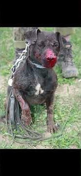 History of fell terriers #fellterrier #terrier #lakelandterrier #borderterrier #patterdale