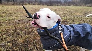 Šťastný konec v kauze týraných psů z Hradecka. Domov už našel i poslední z nich