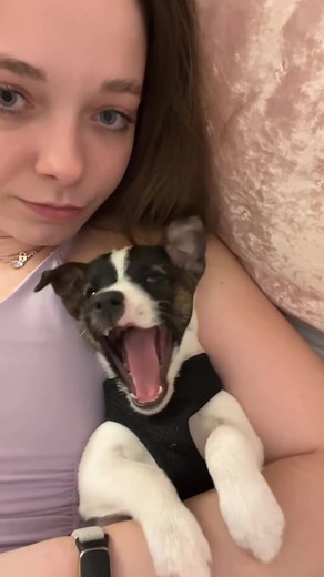 Understanding Dog Yawning: Why Do Dogs Yawn?