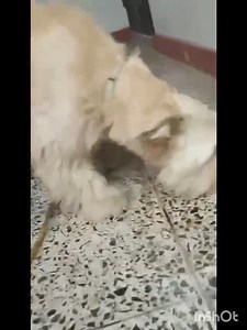 30K views · 604 reactions | ACTUALIZANDO : #buenas #noticias Sus...