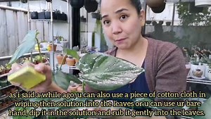 18K views · 399 reactions | monstera deliciosa Plant care tips and propagation, plus homemade solution for shiny leaves | Bikolanahardinera | Facebook