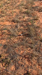 Half lizard Half snake in Australia #reel #reels | Enzo Semaskovish