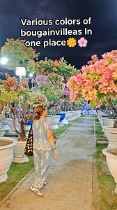 1.2K views · 149 reactions | Various colors of bougainvillea flowers. Bougainvillea plants with different colors of flowers at Meraki Garden.. Isabela. #Naturesbloom. #naturesbeauty | Amy Arboleda | Facebook