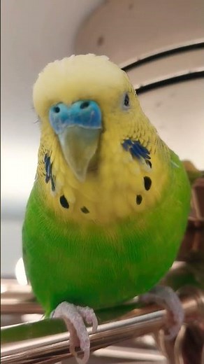 Крош битбоксит!