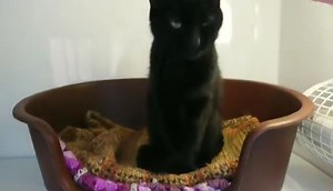 Ebony will be getting spayed this week and then we will review all of the applications we have had for her, she will be ready for a new home in 2 weeks once she has fully recovered from her operation | Borders Pet Rescue