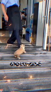 594K views · 606 reactions | una mujer se conmovio y lo llevo con ella | Robin. humor | Facebook